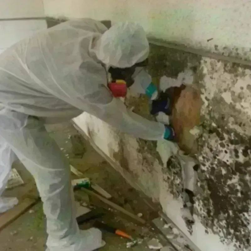 Mold Remediation and Removal in Houston, AK